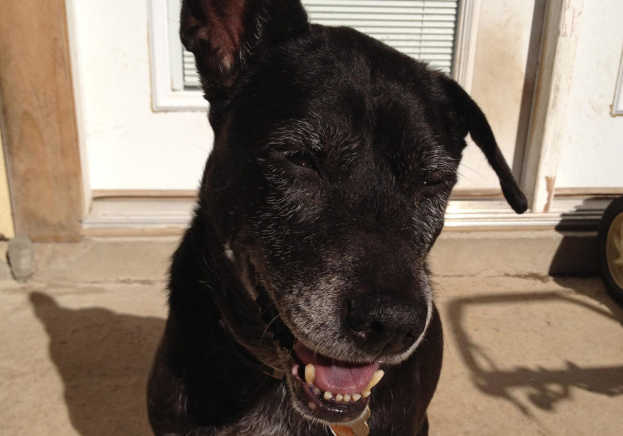 Tootsie was a Chow-Lab mix.