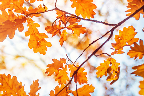 As the air turns crisper and the leaves change color, students are in shock about the arrival of the fall season.