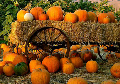 A pumpkin patch is just one of many places to go this month.