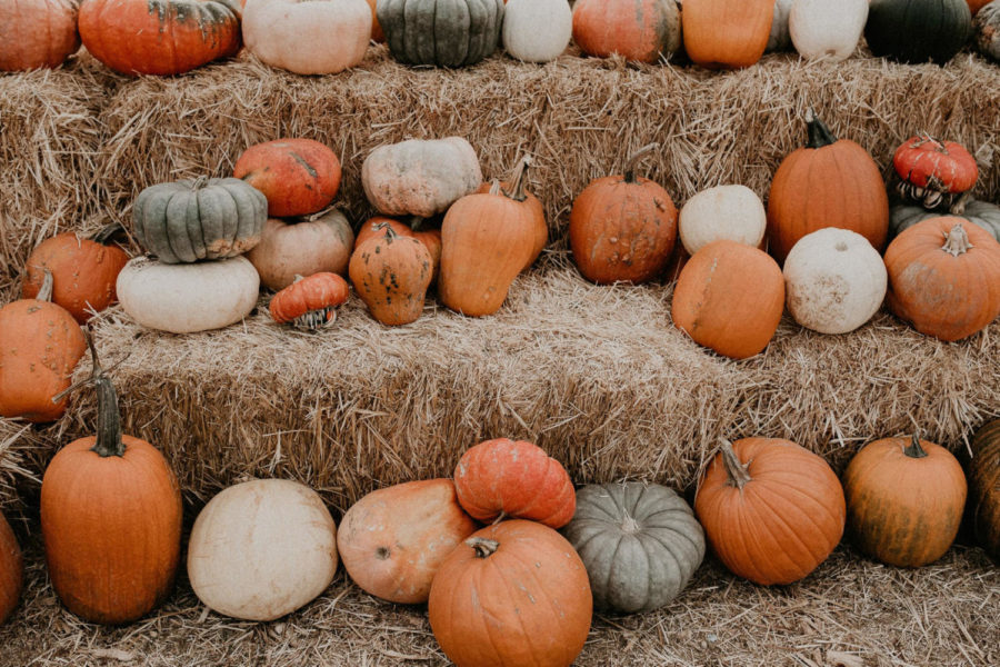 Pumpkins sit idly on hay stacks