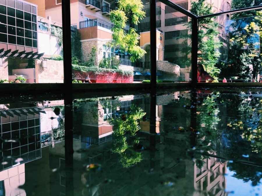 At the Texas Association of Journalism Educators Fall Fiesta this weekend, senior Ysabel Morris earned a superior rating for this cell phone photograph entered in the repeat category.