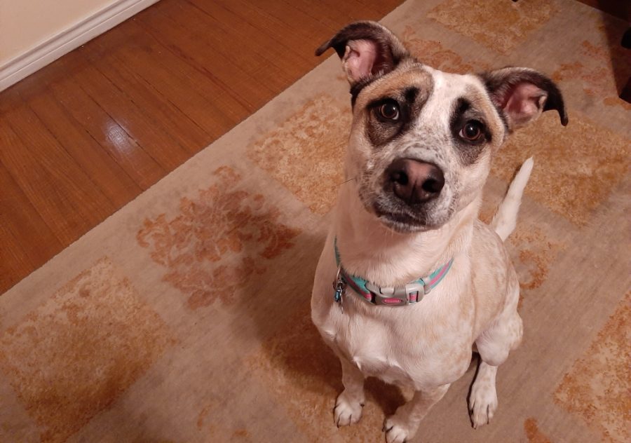 Ramsey, an eight month old rescue puppy.