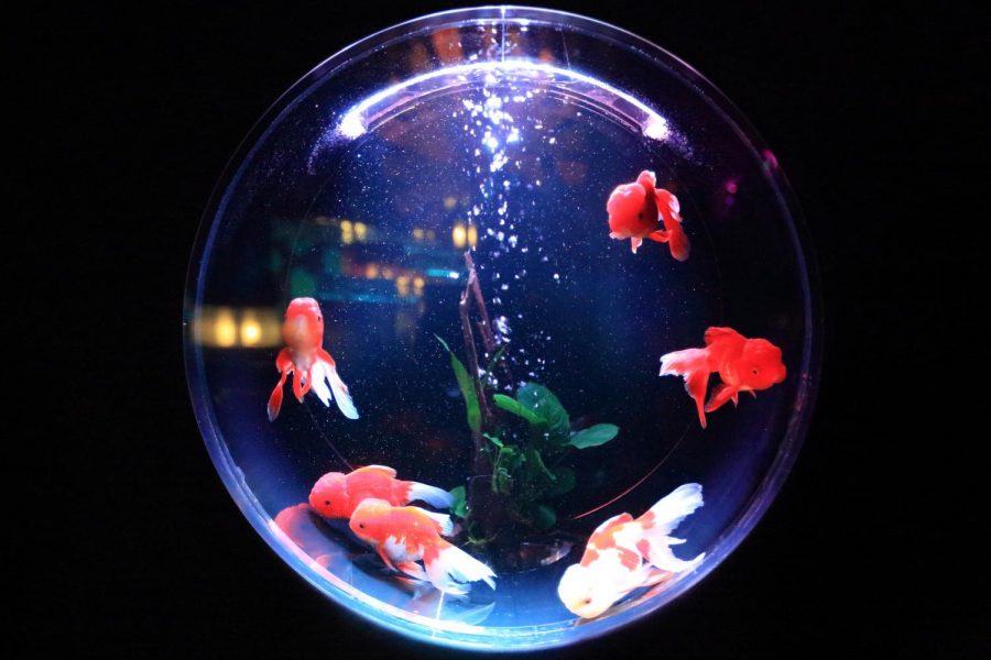 A fish's view
