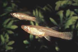 The San Marcos Gambusia, one of the 23 species now considered extinct, was native to central Texas.