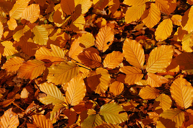 What fall scent are you?