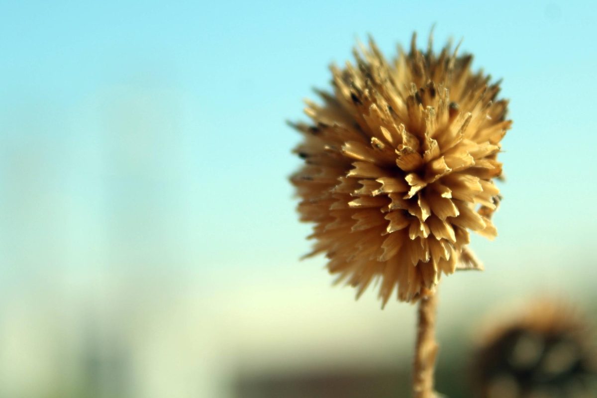 Senior Bennett Cote snapped this photo outside of the school during photography class.
